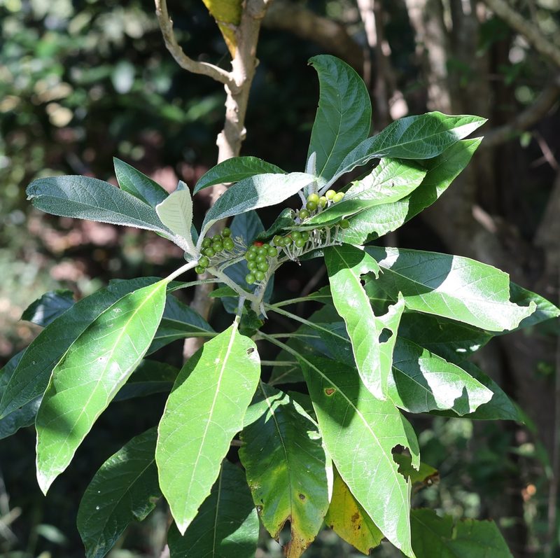 Solanum giganteum, photographed by Mark Liptrot