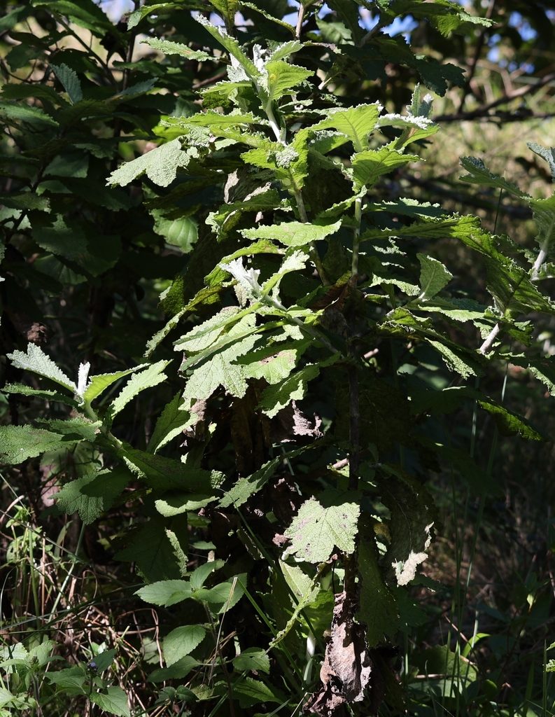 Tarchonanthus trilobus, photographed by Mark Liptrot