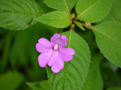 Impatiens pulcherrima, photographed by Dinesh Valke