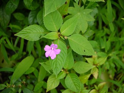 Impatiens pulcherrima, photographed by Dinesh Valke