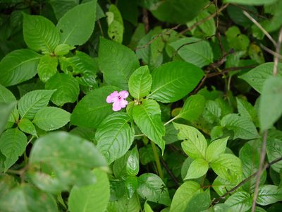 Impatiens pulcherrima, photographed by Dinesh Valke
