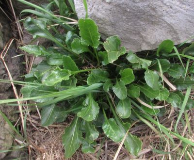 Beta vulgaris, photographed by Jon Mortin