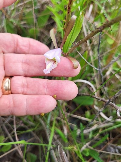Cleistesiopsis divaricata, photographed by cft