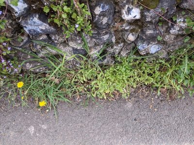 Valeriana carinata, photographed by Piermario Maculan