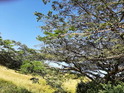 Albizia adianthifolia, photographed by Mark Liptrot