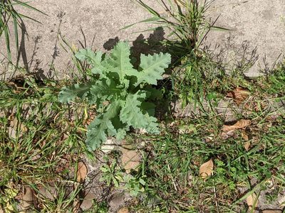 Papaver somniferum, photographed by Piermario Maculan