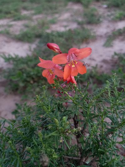 Tritonia laxifolia, photographed by Christiaan Viljoen