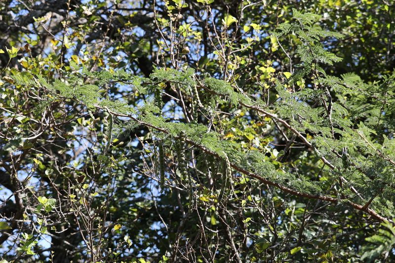 Vachellia nilotica, photographed by Mark Liptrot
