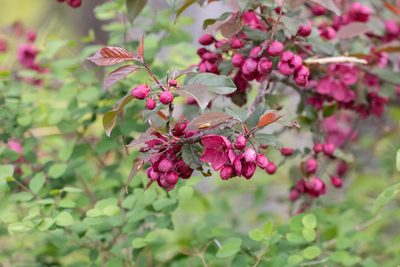 Malus baccata, photographed by Kalvin Chan