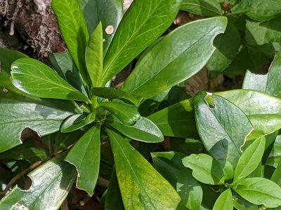 Daphne laureola, photographed by Piermario Maculan
