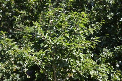 Ziziphus mucronata, photographed by Mark Liptrot