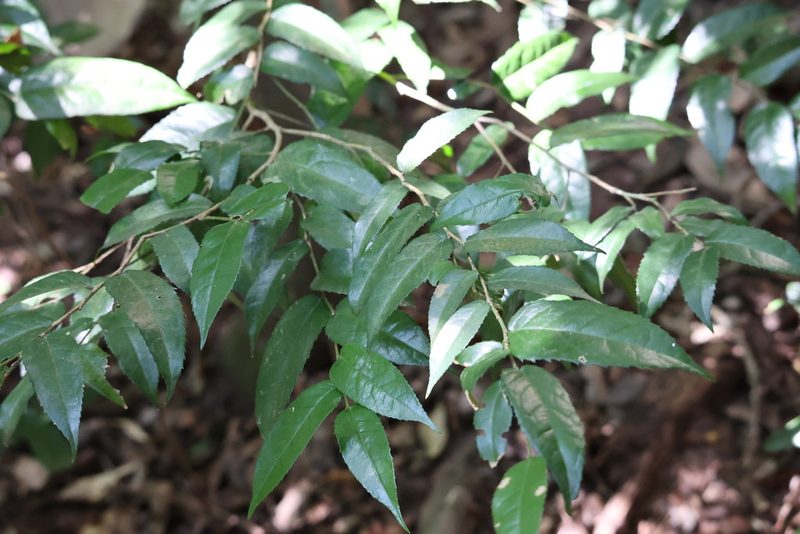 Drypetes arguta, photographed by Mark Liptrot