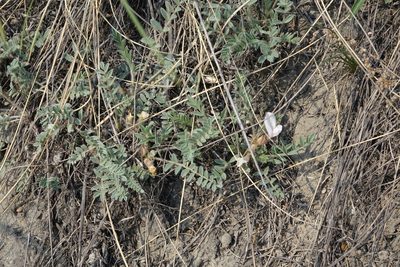 Astragalus testiculatus, photographed by Oleg Kosterin