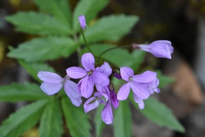 Cardamine quinquefolia, photographed by Марина Садыкова