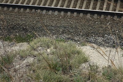 Ephedra distachya, photographed by Oleg Kosterin