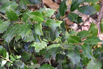 Ilex colchica, photographed by Марина Садыкова