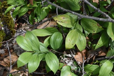 Ruscus colchicus, photographed by Марина Садыкова