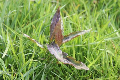 Persicaria amphibia, photographed by Michel Langeveld