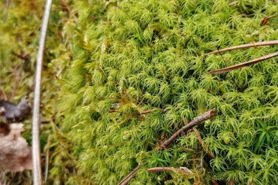 Bartramia pomiformis, photographed by Quinten Wiegersma