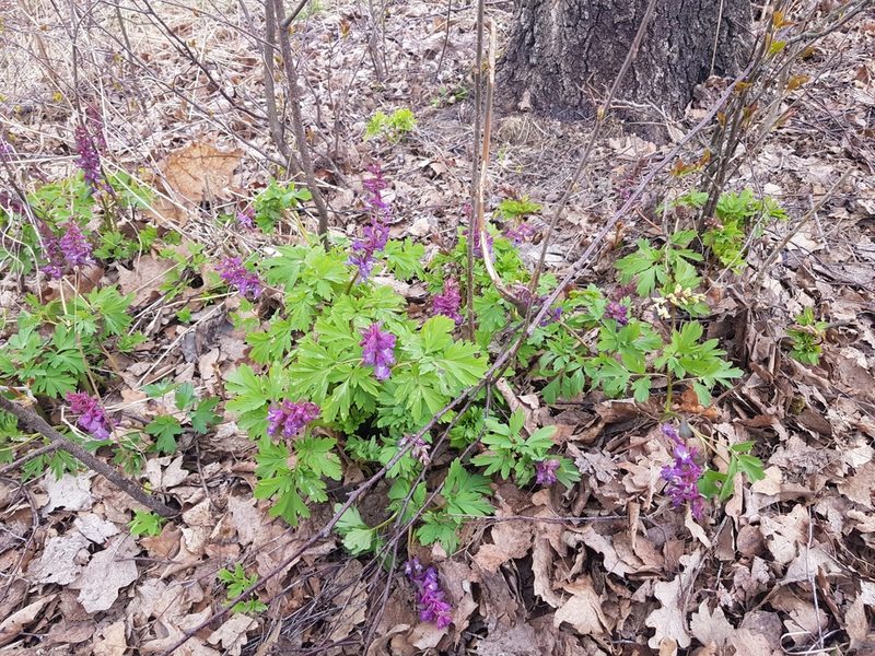 Corydalis cava, photographed by Ilkka Tuunainen