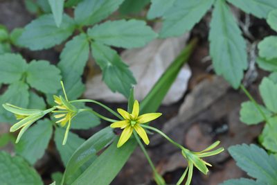 Gagea lutea, photographed by Марина Садыкова