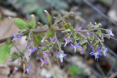 Trachystemon orientalis, photographed by Марина Садыкова