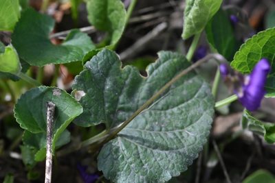 Viola odorata, photographed by Марина Садыкова