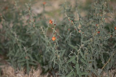 Sphaeralcea angustifolia, photographed by Kevin Floyd