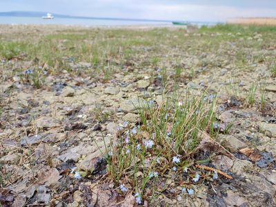 Myosotis rehsteineri, photographed by mrsnowdrop
