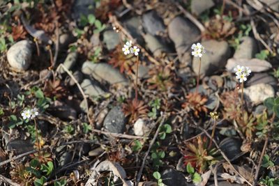 Androsace lactiflora, photographed by Nina Filippova