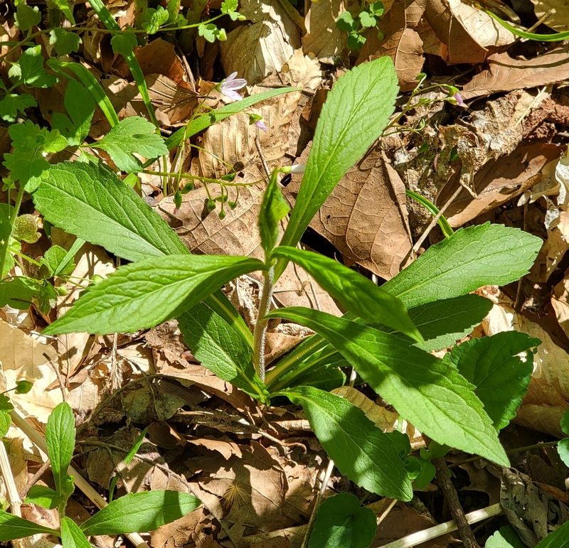 Solidago rugosa, photographed by Navin Sasikumar