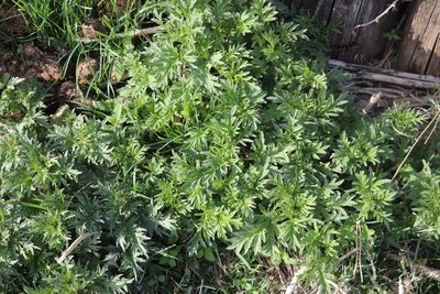 Urtica cannabina, photographed by Nina Filippova
