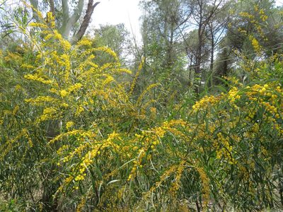 Acacia saligna, photographed by Marco Mussita
