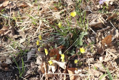 Potentilla fragarioides, photographed by Nina Filippova