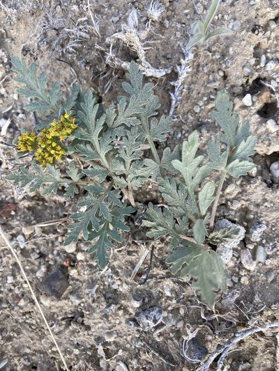 Cymopterus purpureus, photographed by Jennifer Miner