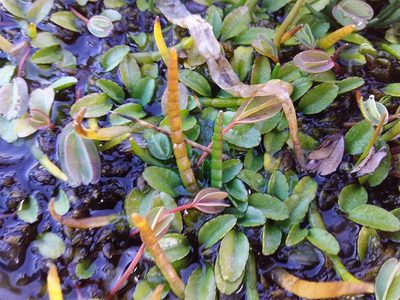 Lobelia oligophylla, photographed by Humber Alberto