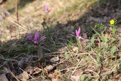 Erythronium sibiricum, photographed by Nina Filippova
