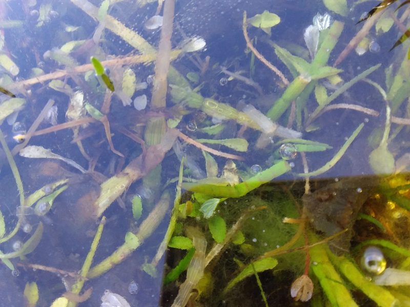 Lilaeopsis occidentalis, photographed by Humber Alberto