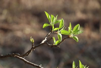 Malus baccata, photographed by Nina Filippova