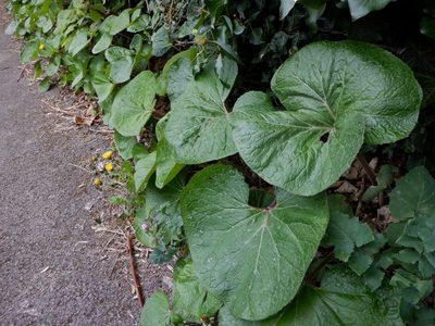 Petasites pyrenaicus, photographed by Karen Fry