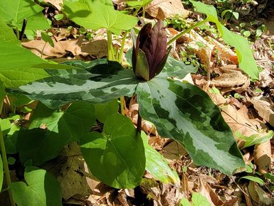 Trillium cuneatum, photographed by Navin Sasikumar