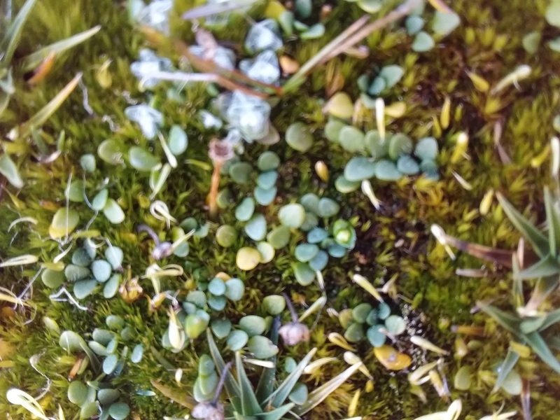 Ourisia muscosa, photographed by Humber Alberto