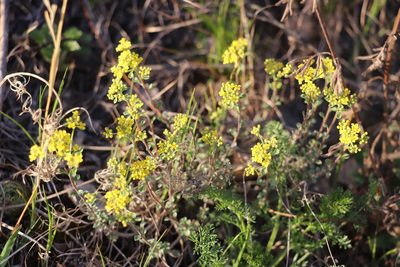 Odontarrhena obovata, photographed by Nina Filippova
