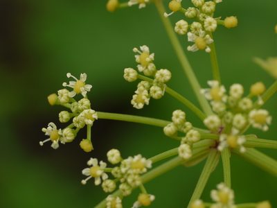 Tetrataenium grande, photographed by Dinesh Valke