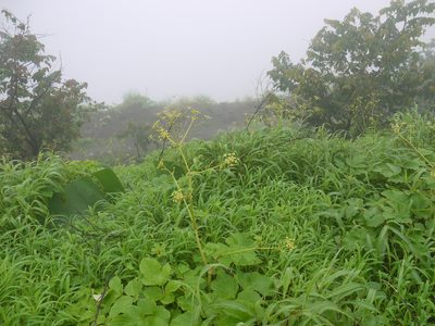 Tetrataenium grande, photographed by Dinesh Valke