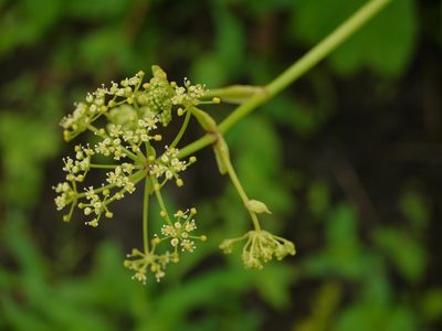 Tetrataenium grande, photographed by Dinesh Valke