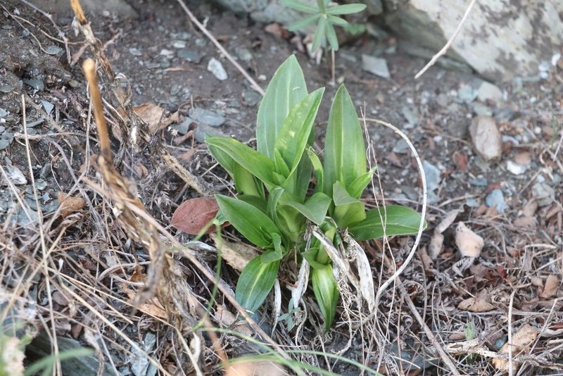 Gentiana macrophylla, photographed by Nina Filippova