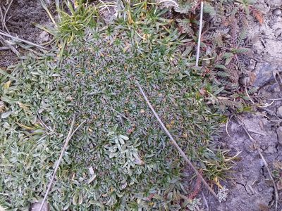 Azorella diapensioides, photographed by Humber Alberto