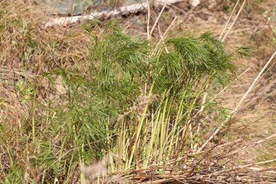 Peucedanum morisonii, photographed by Nina Filippova