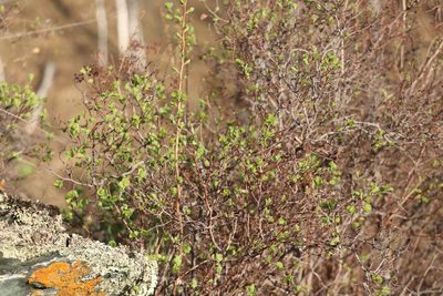 Spiraea trilobata, photographed by Nina Filippova